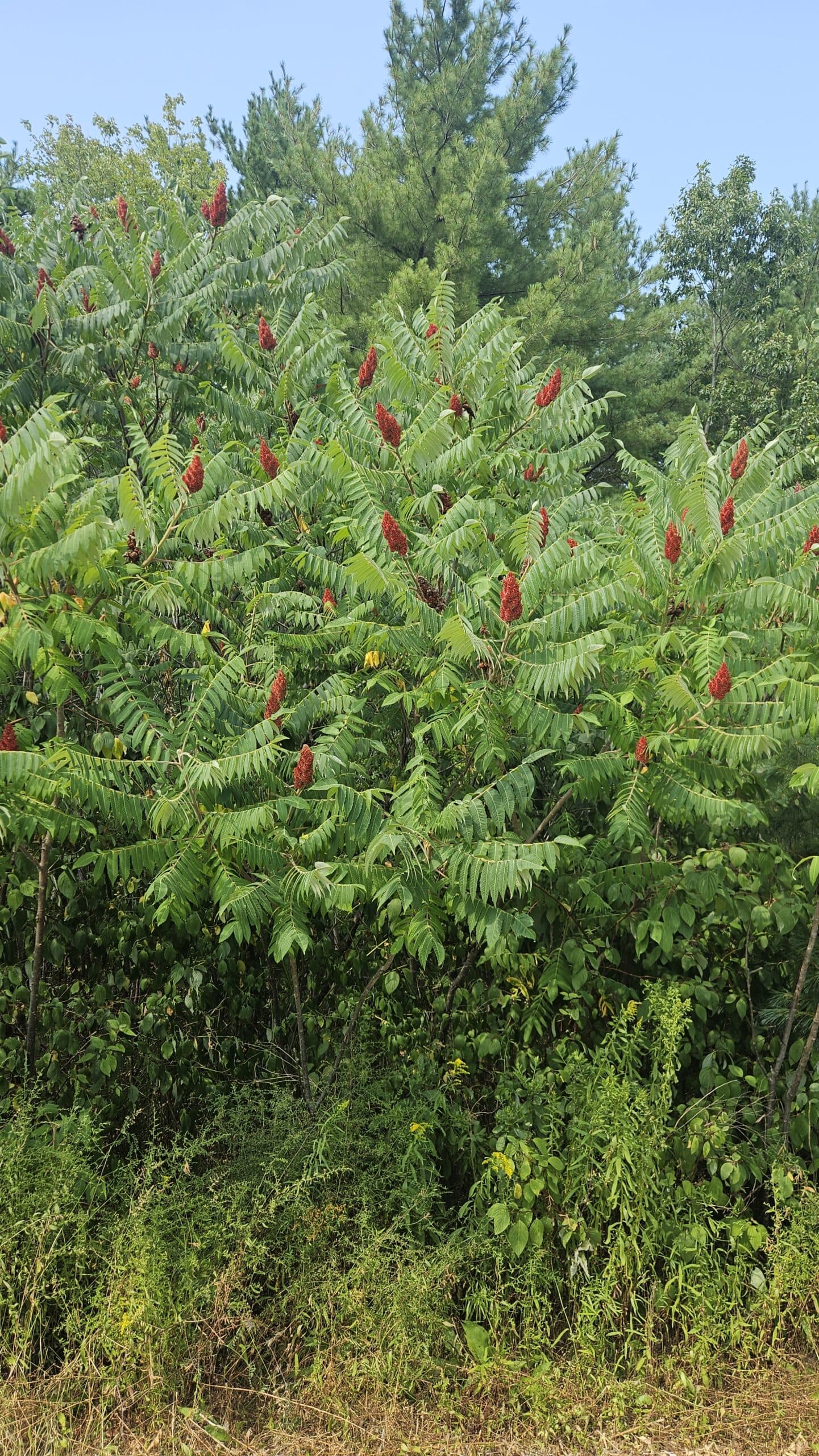 Staghorn Sumac — photo 8