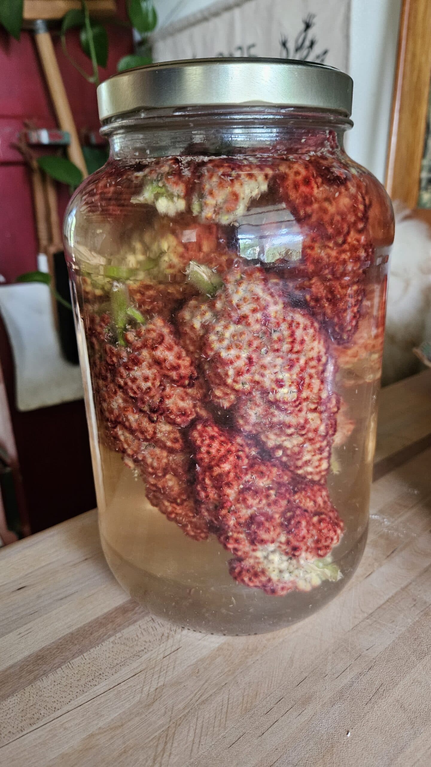 Staghorn Sumac — photo 9