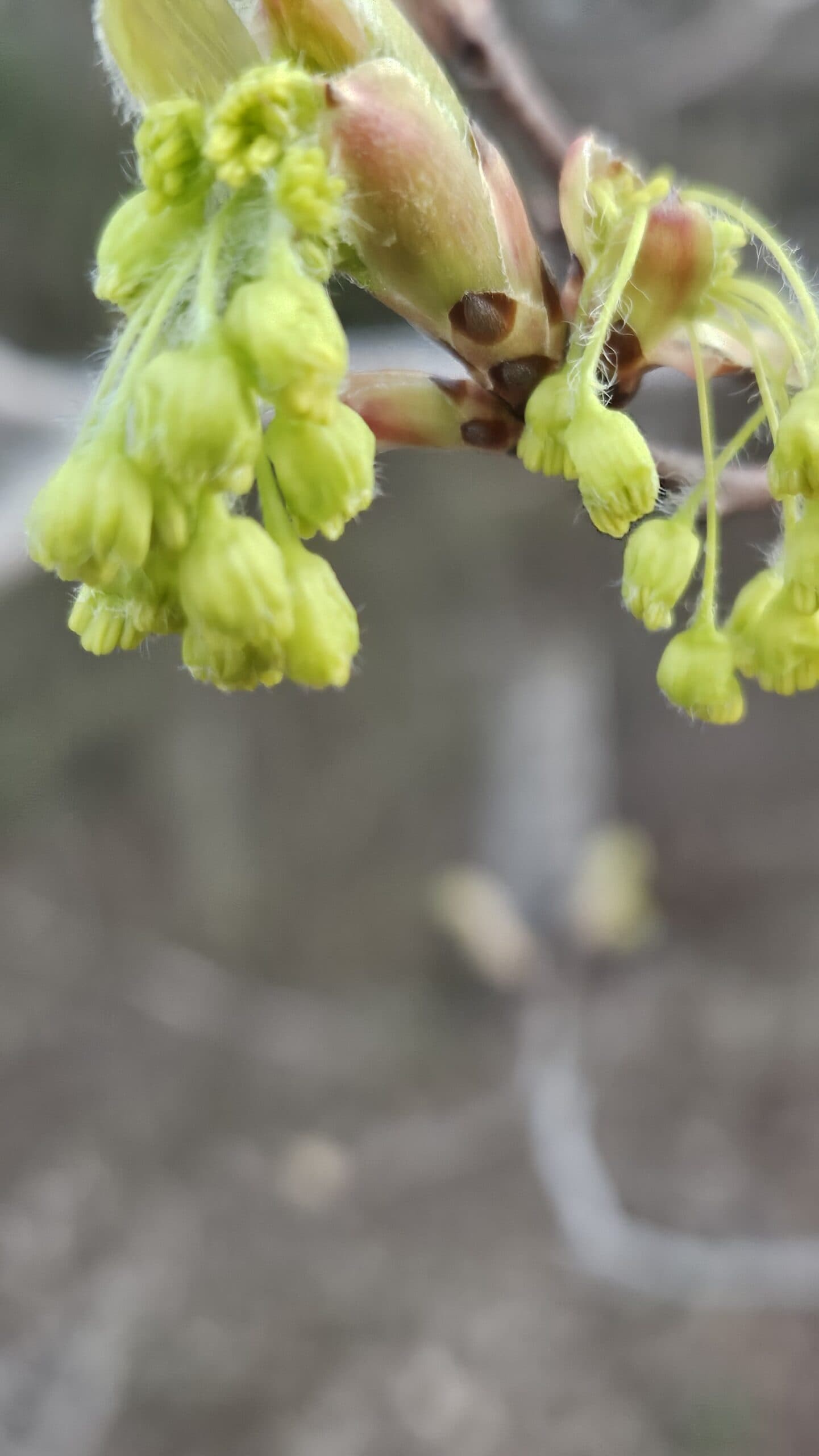 Sugar Maple