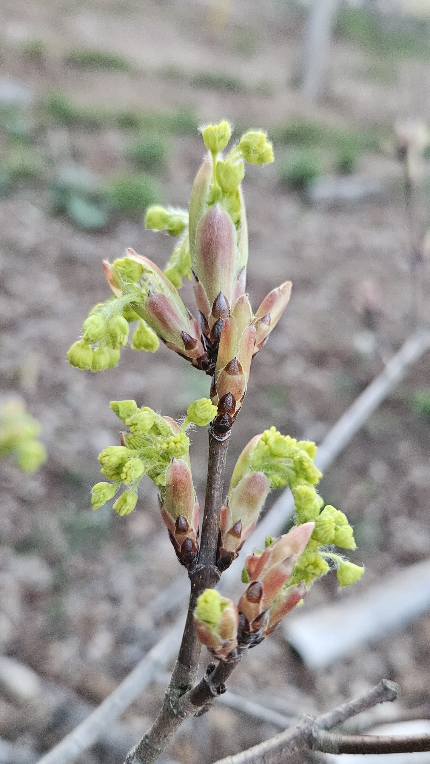 Sugar Maple — photo 2