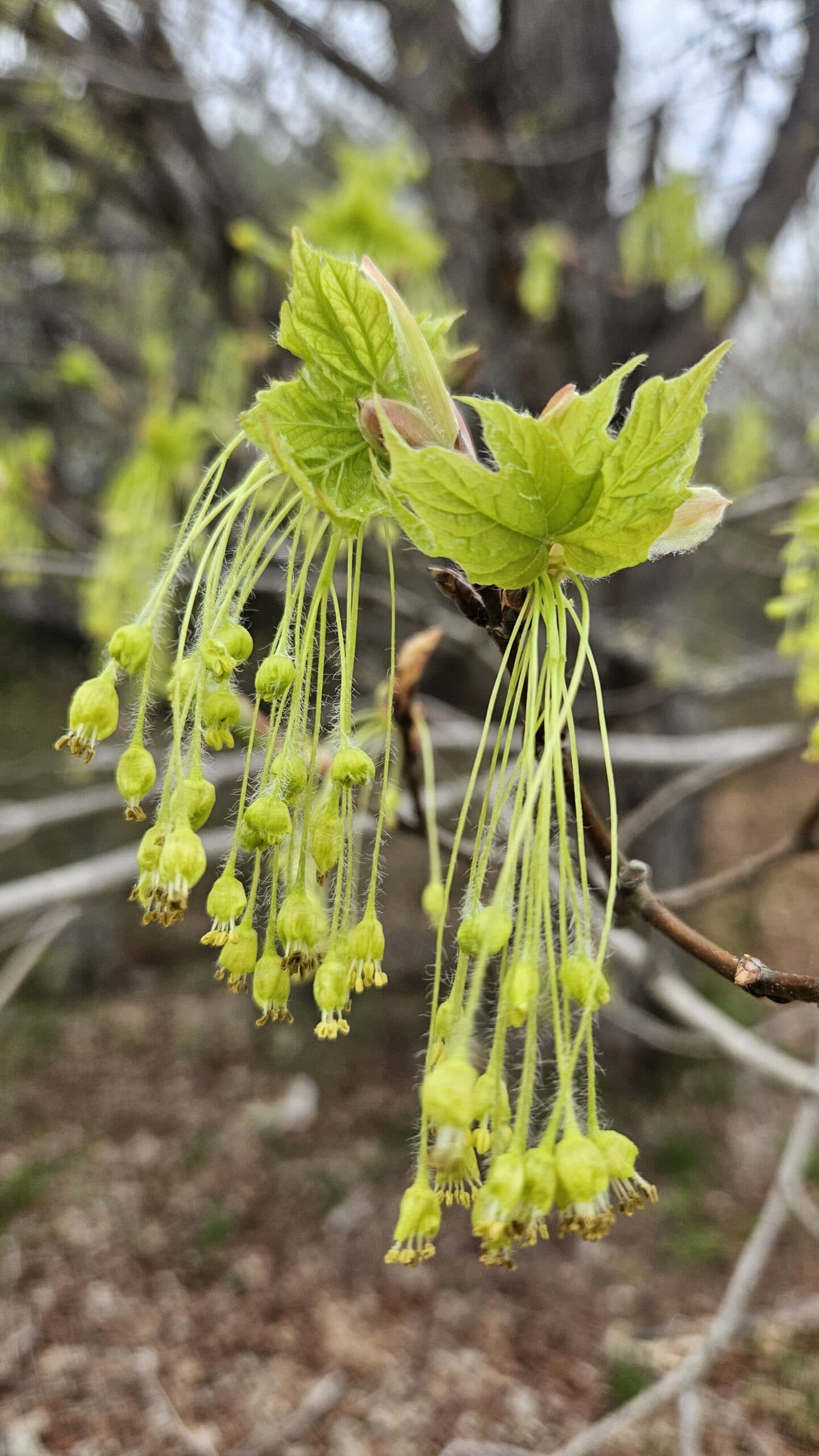 Sugar Maple — photo 3