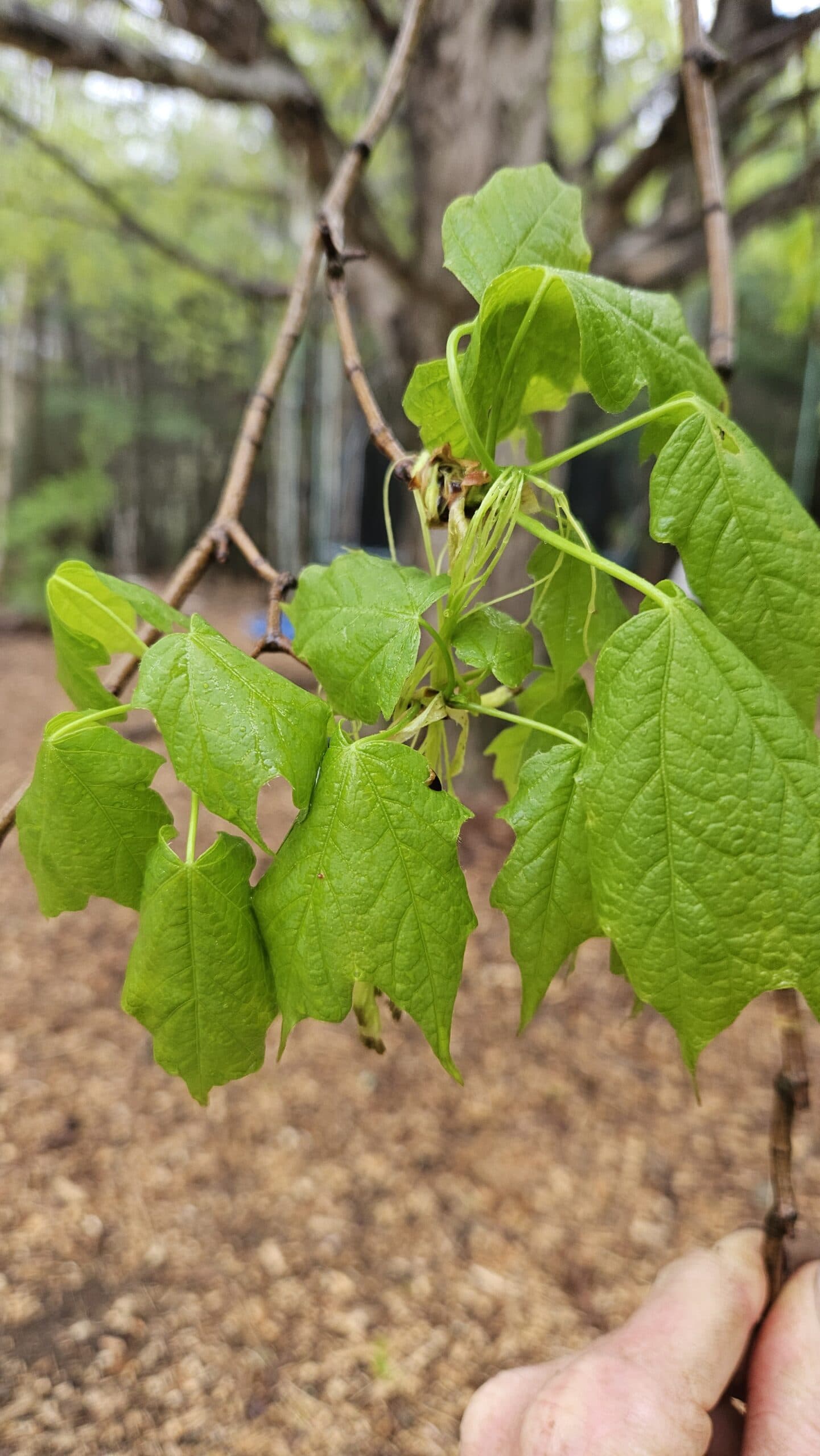 Sugar Maple — photo 4