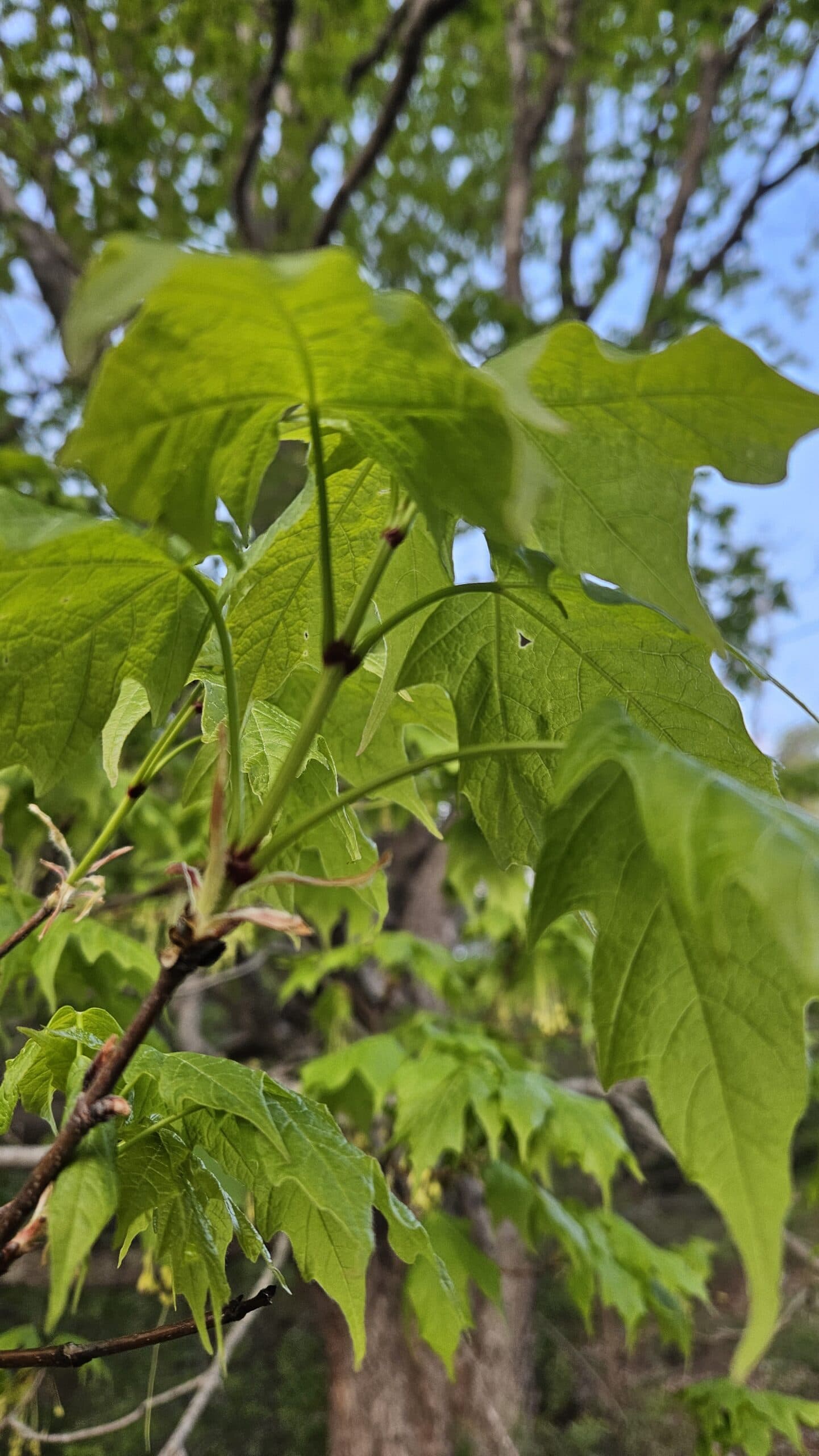 Sugar Maple — photo 5
