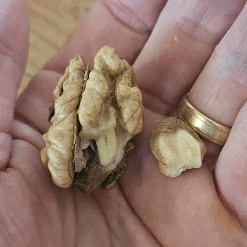 Walnut tree — photo 4