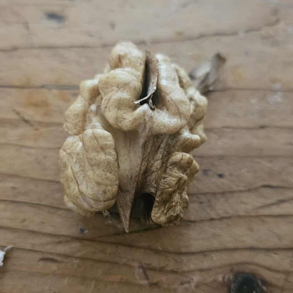 Walnut tree — photo 5