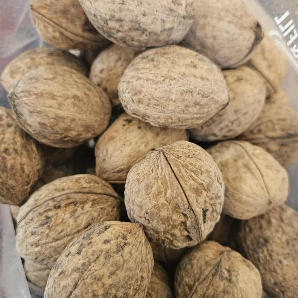 Walnut tree — photo 6