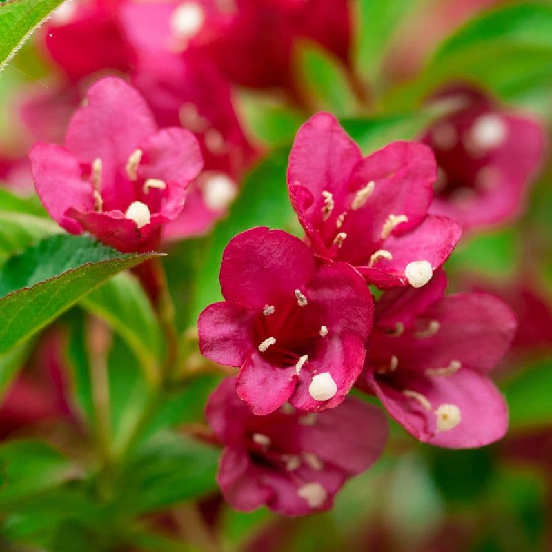 Weigela Plant — photo 2