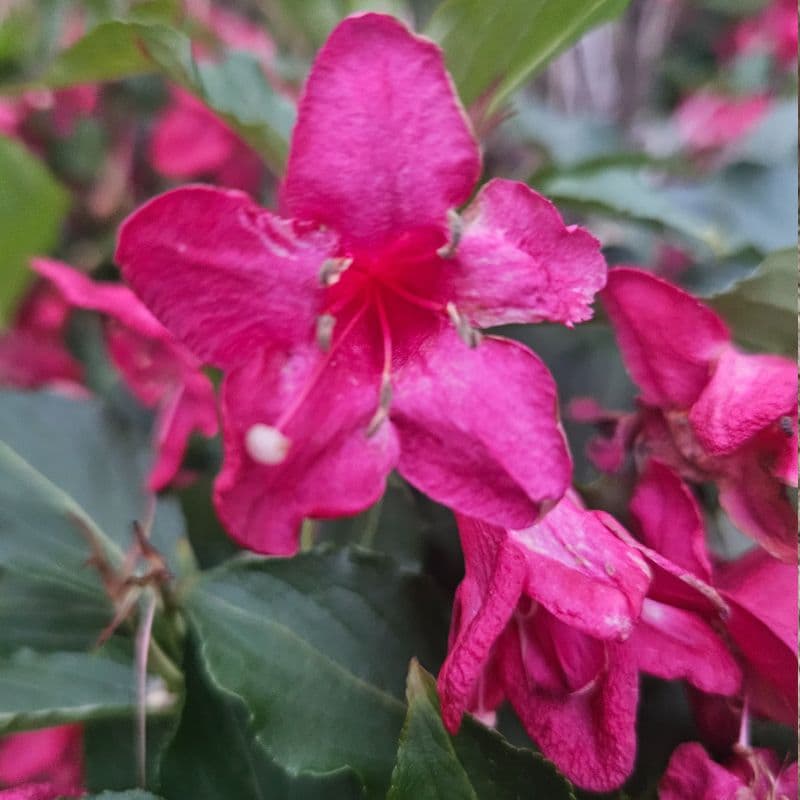 Weigela Plant — photo 3