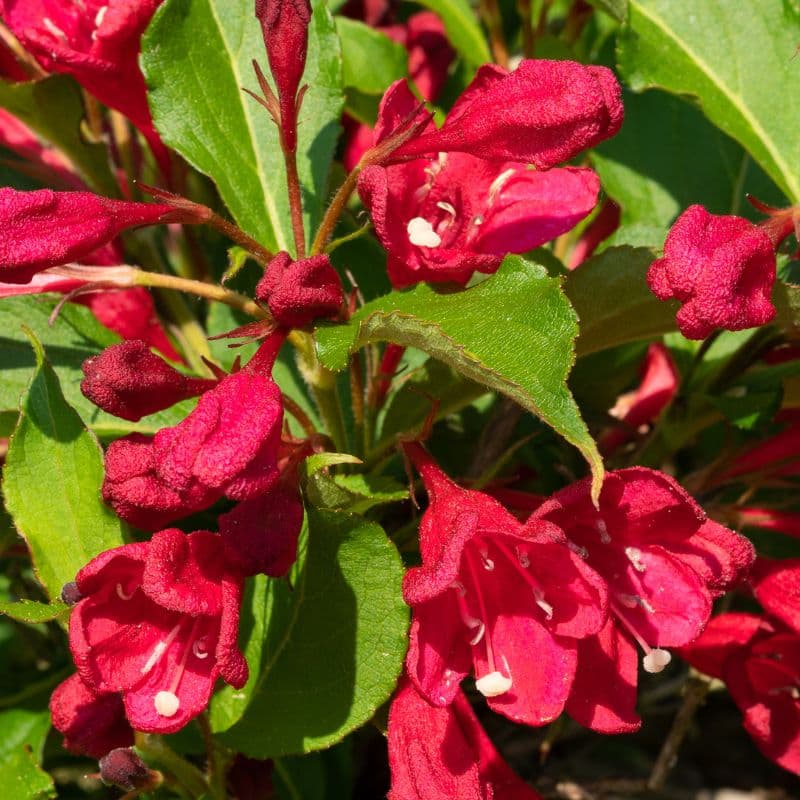 Weigela Plant — photo 4