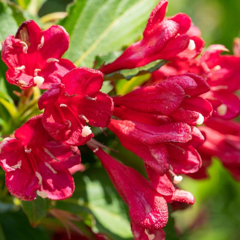 Weigela Plant — photo 5