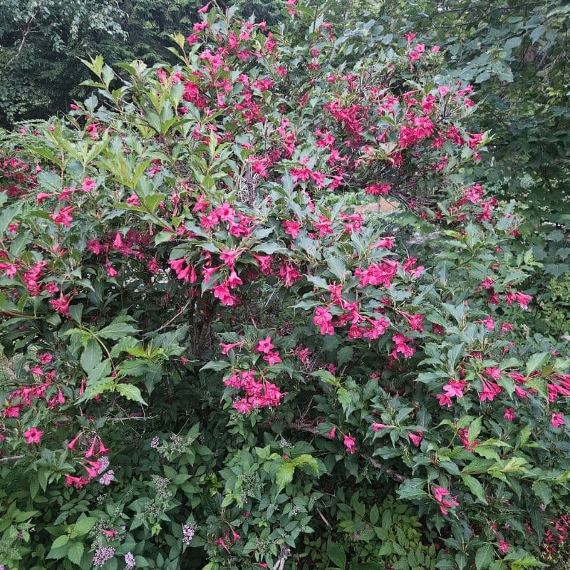 Weigela Plant — photo 6