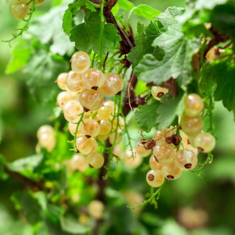 White Currant — photo 2