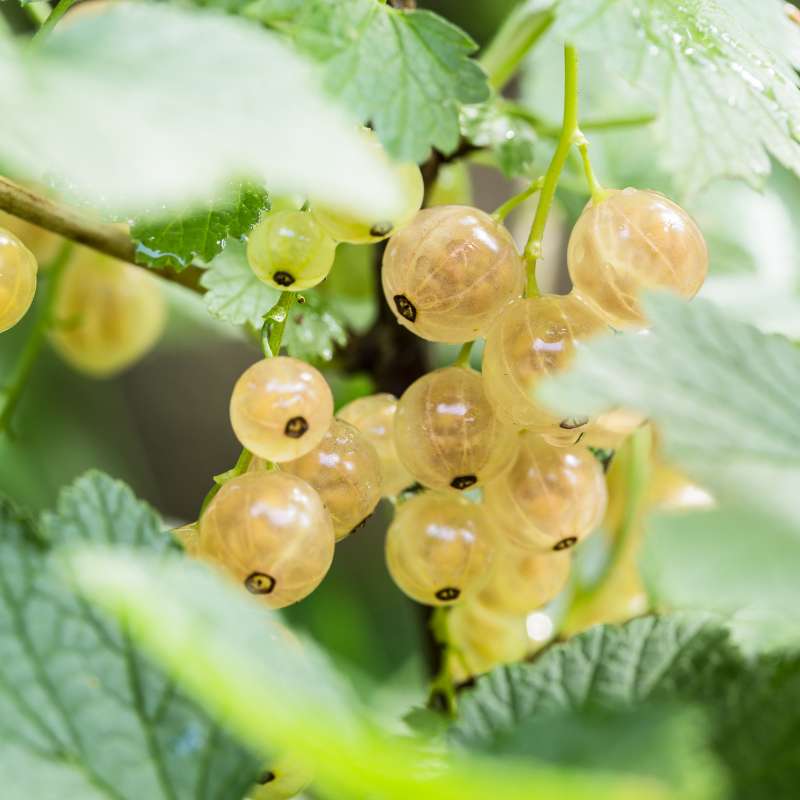 White Currant — photo 3