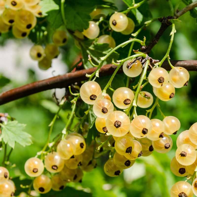 White Currant — photo 5