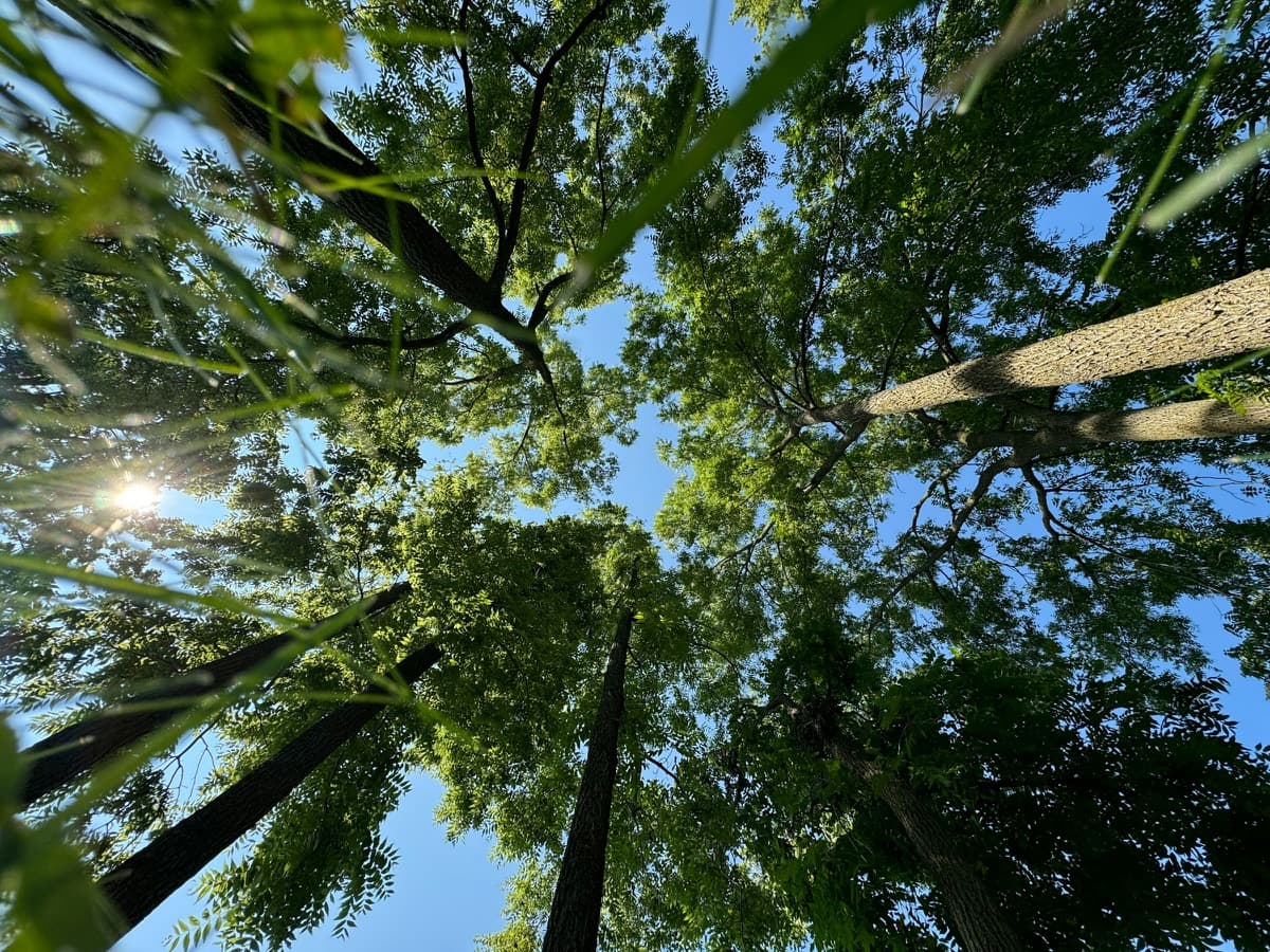Tall trees viewed from the forest floor
