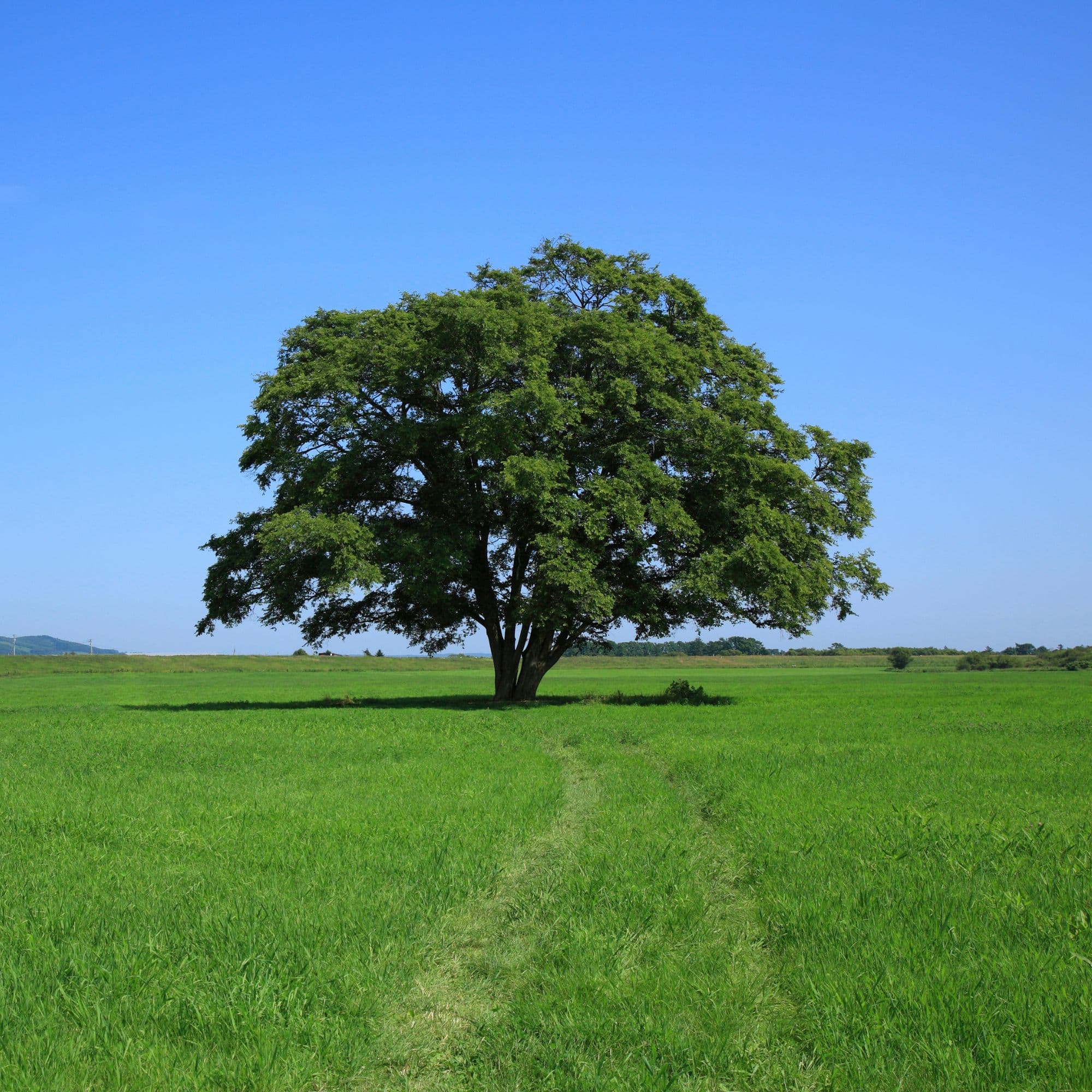 American Elm Tree