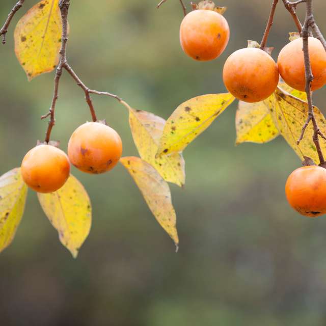 American Persimmon