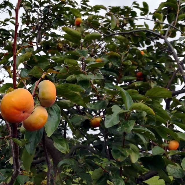 American Persimmon