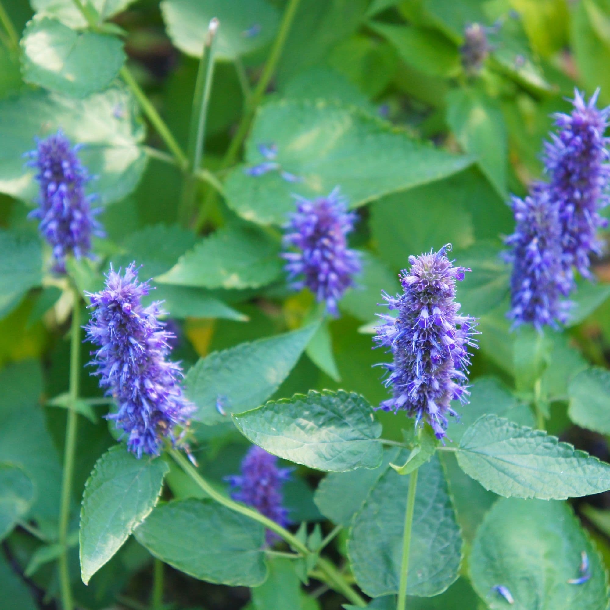 Anise Hyssop Flower Seeds