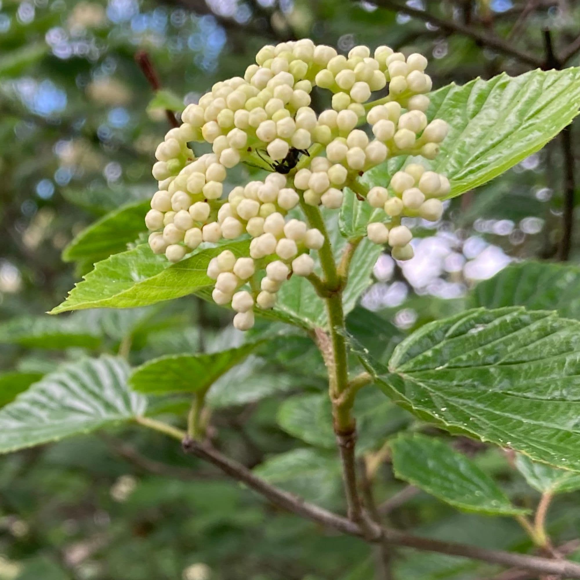 Arrowwood Viburnum