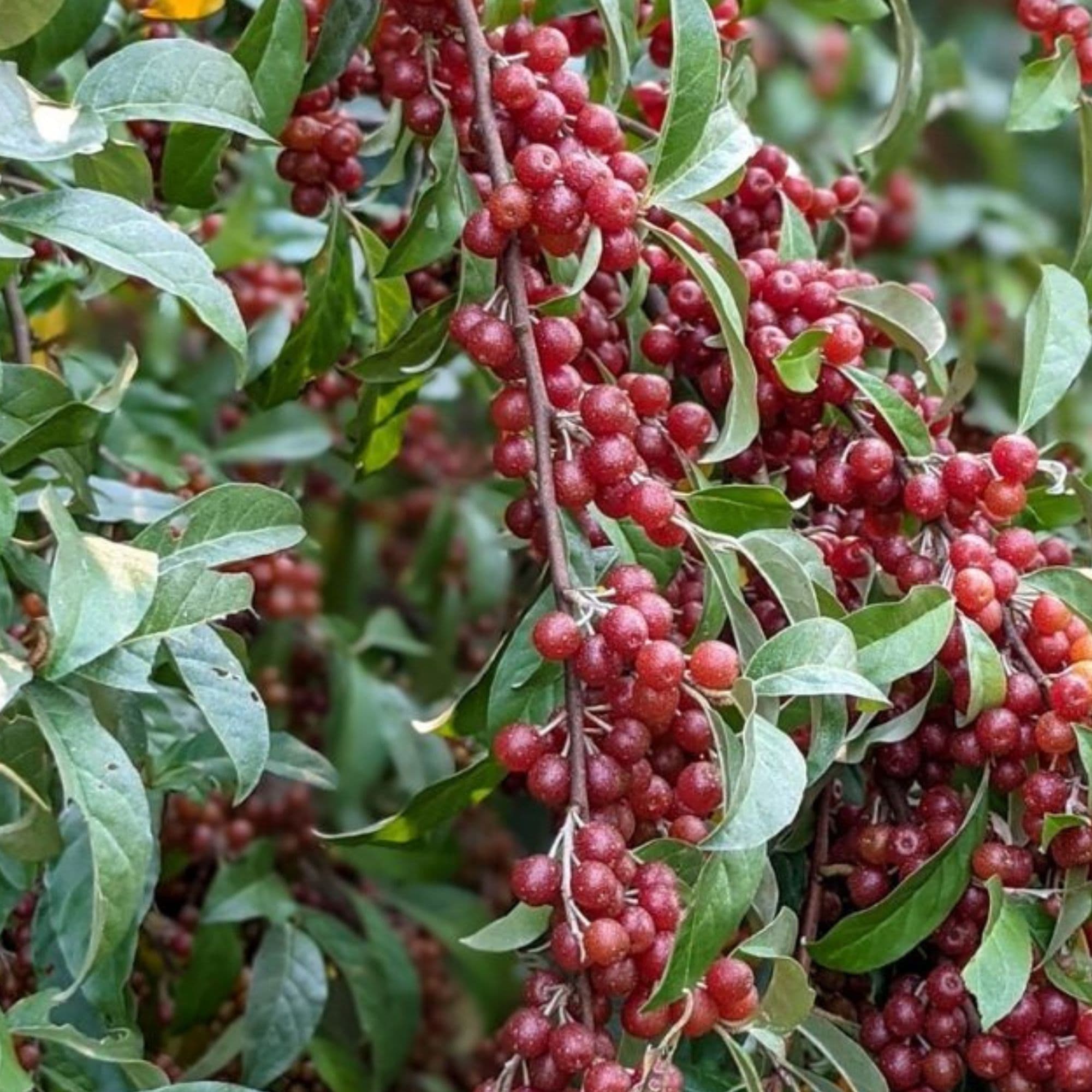 Autumn Olive - Elaeagnus Umbellata
