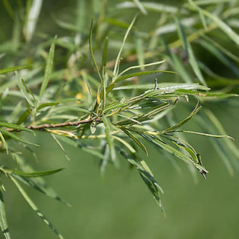 Basket Willow