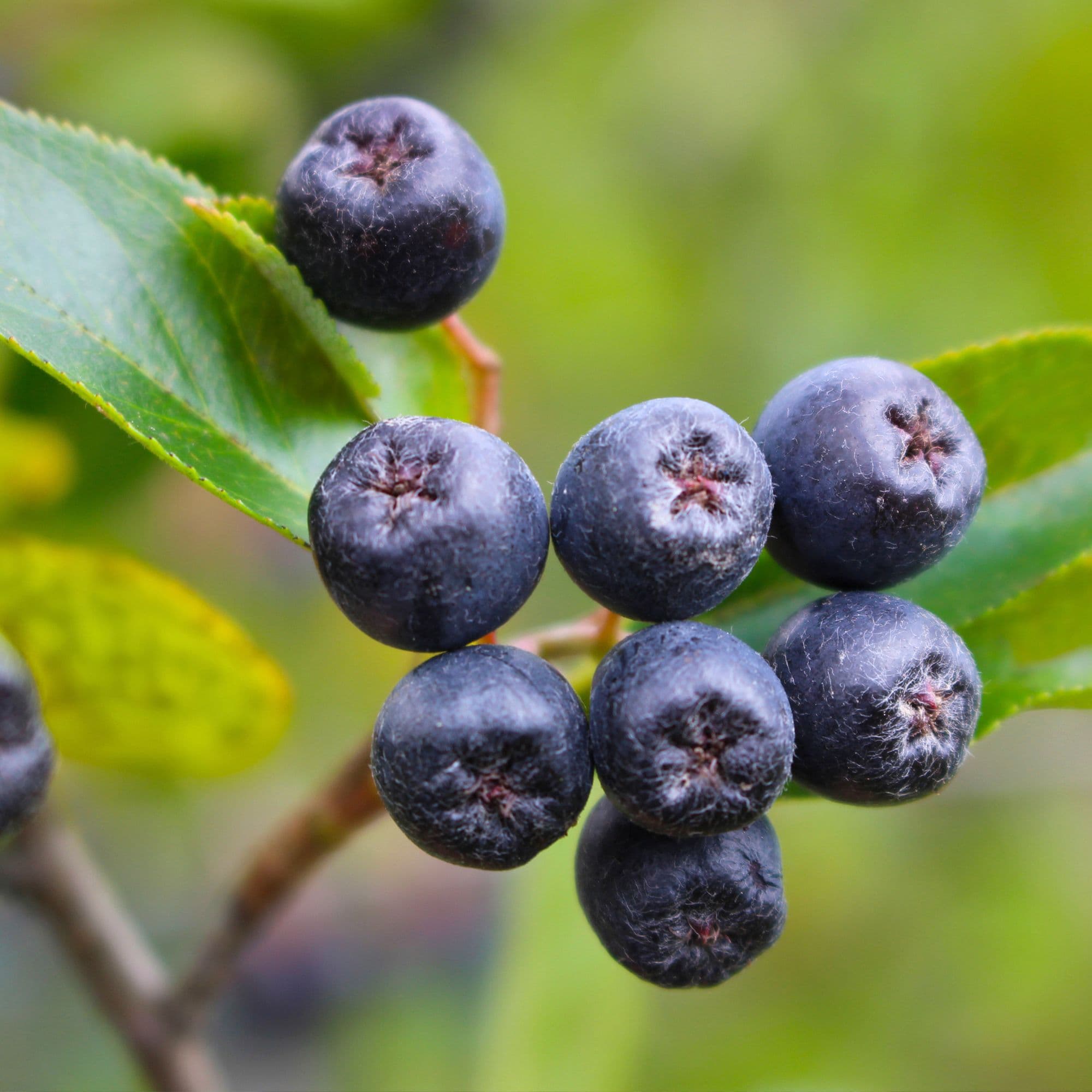 Black Chokeberry - Aronia Melanocarpa