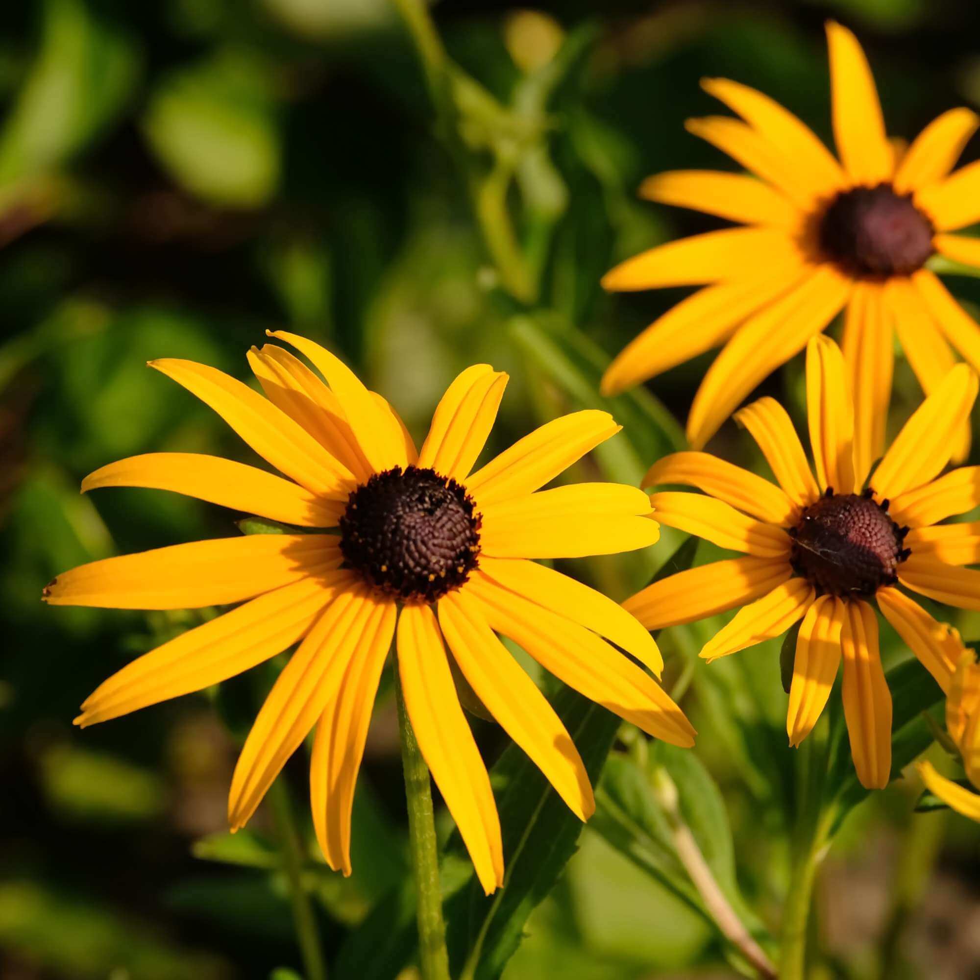 Black Eyed Susan Seeds (rudbeckia hirta)