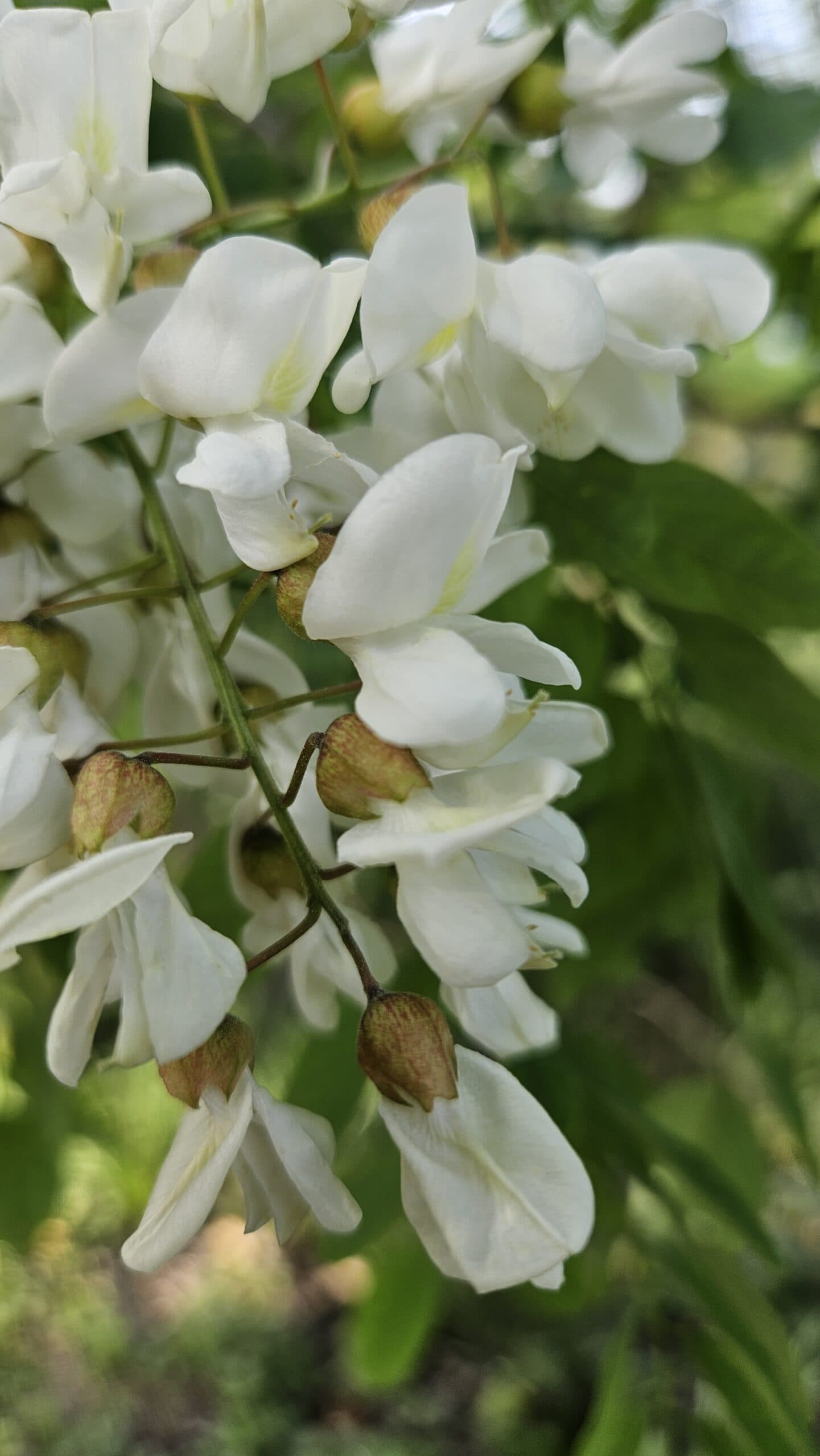Black Locust