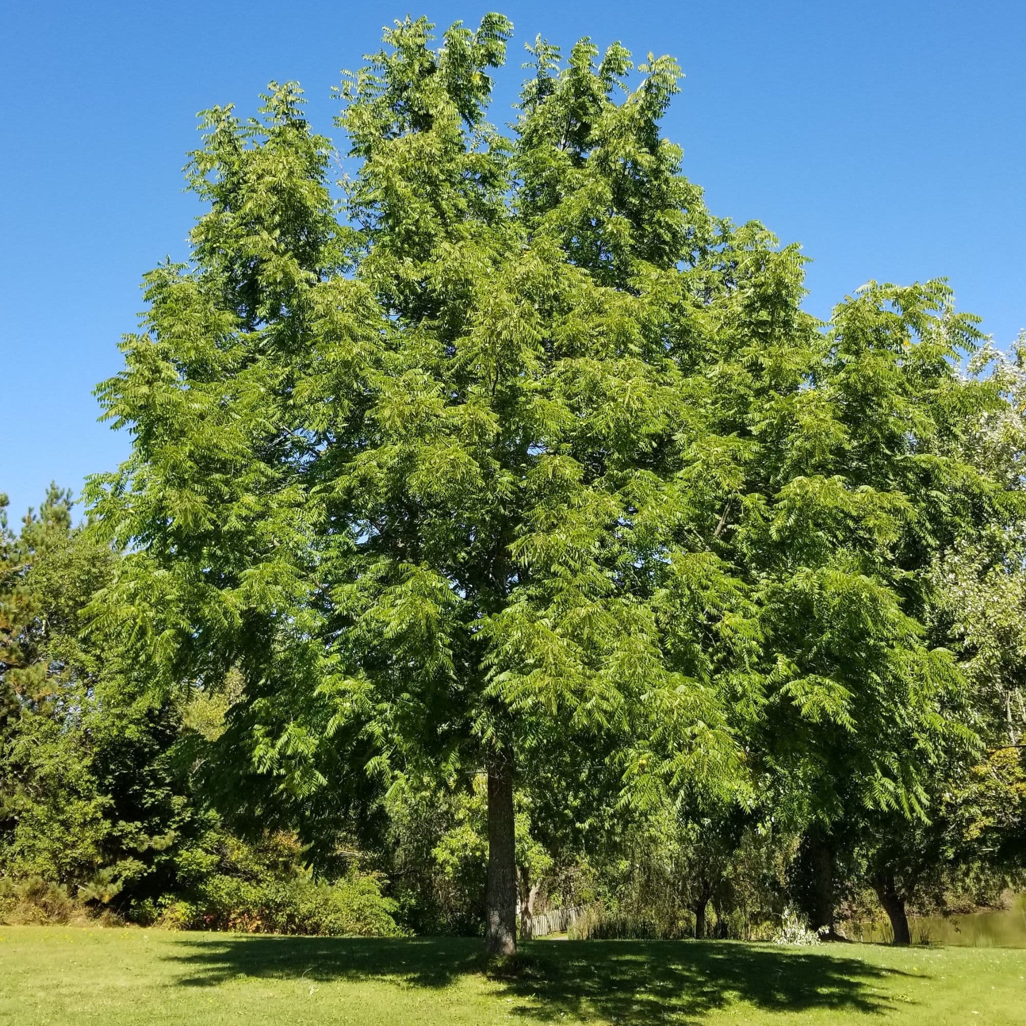A healthy mature black walnut tree grown for the long term