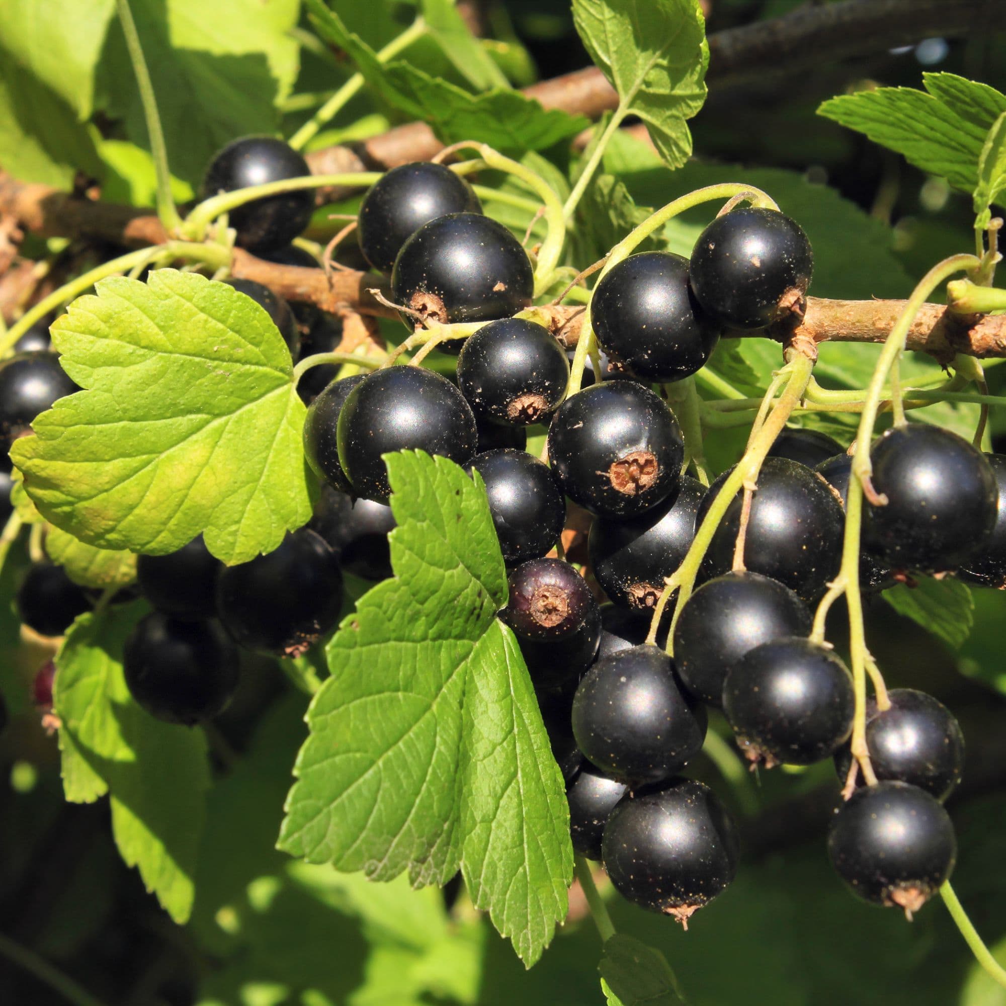 Blackcurrant