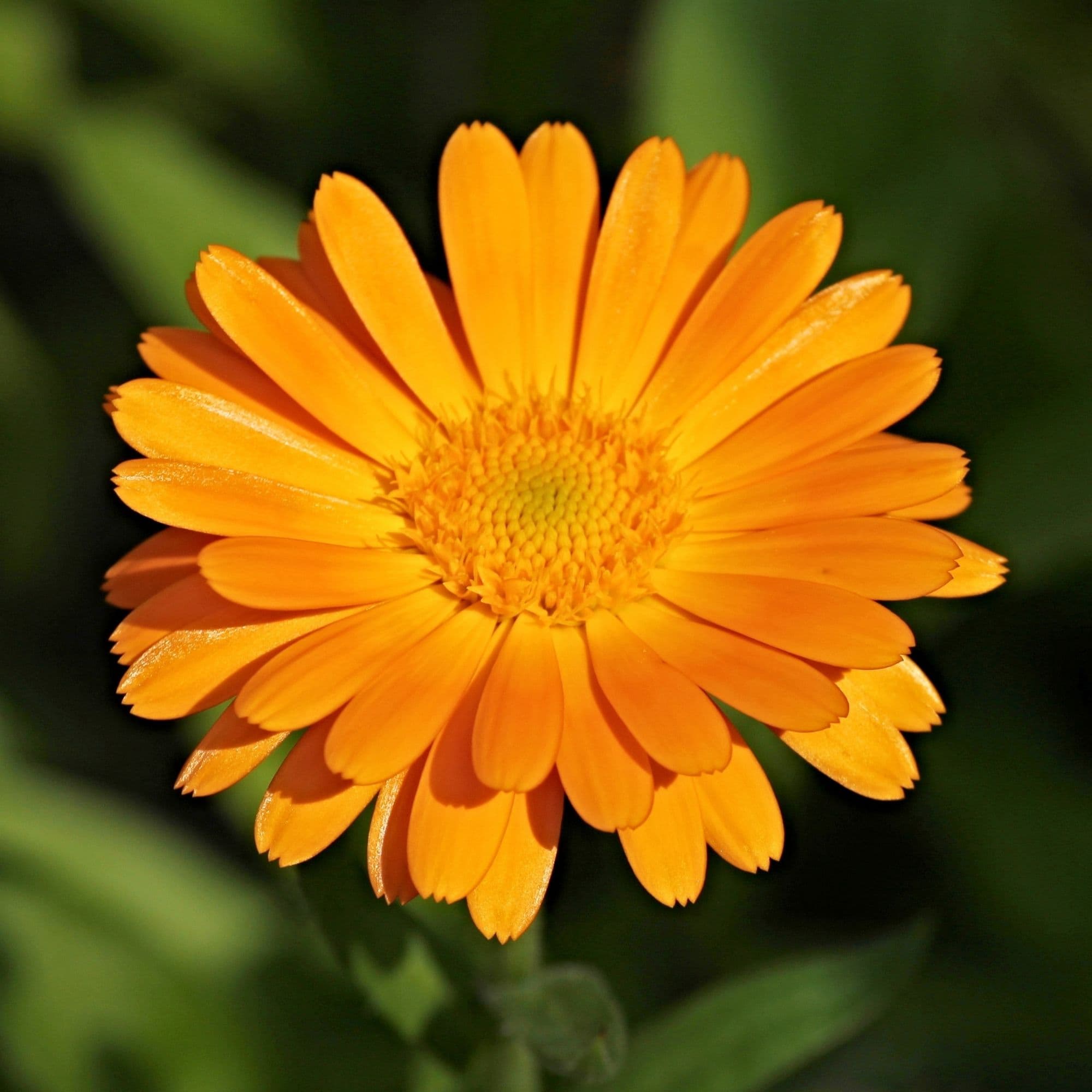 Calendula Flower Seeds