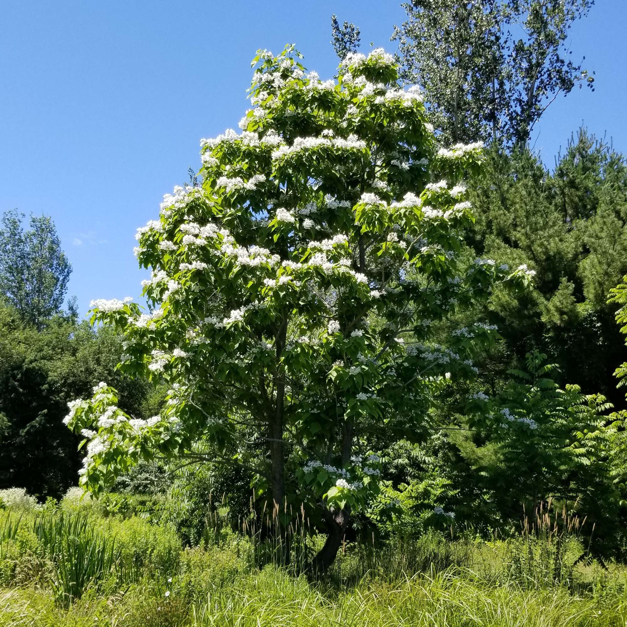 Catalpa