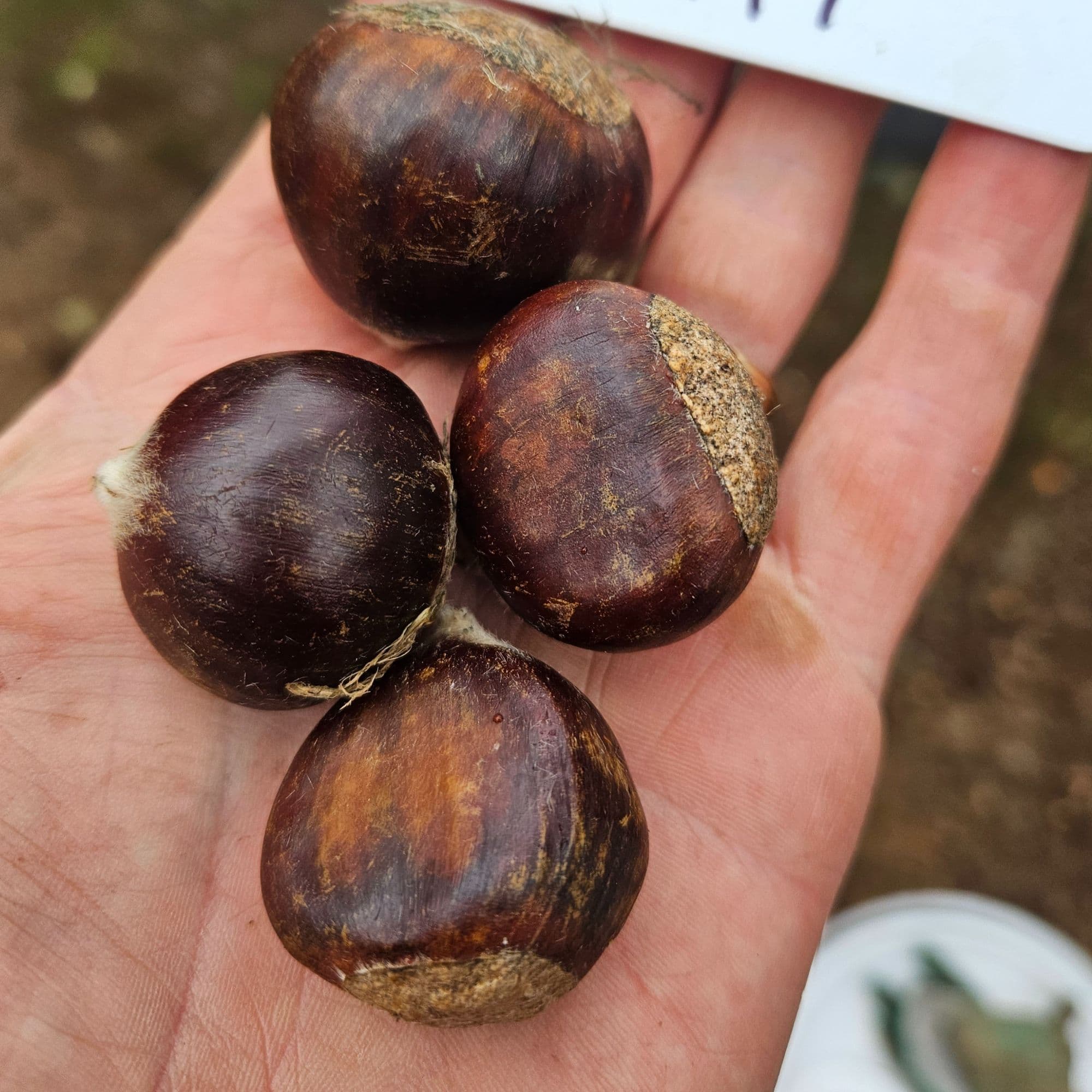 Fresh chestnuts held after harvest