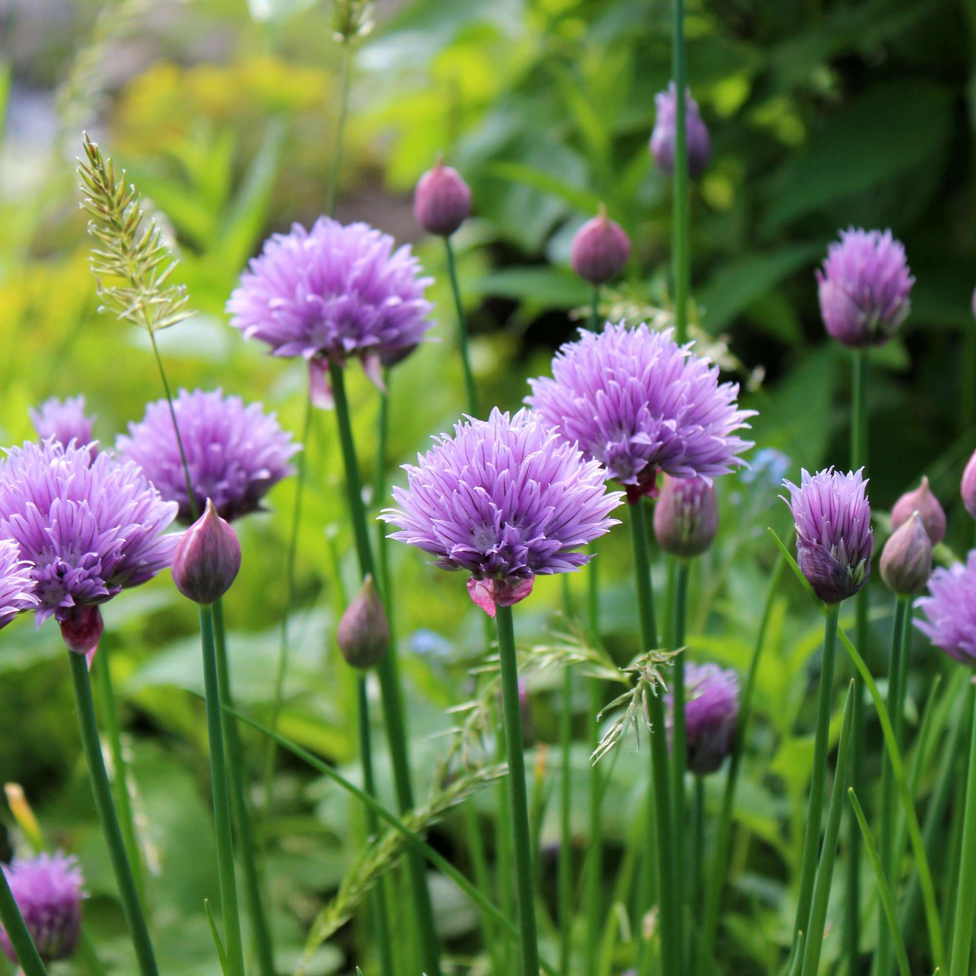 Chive Seeds