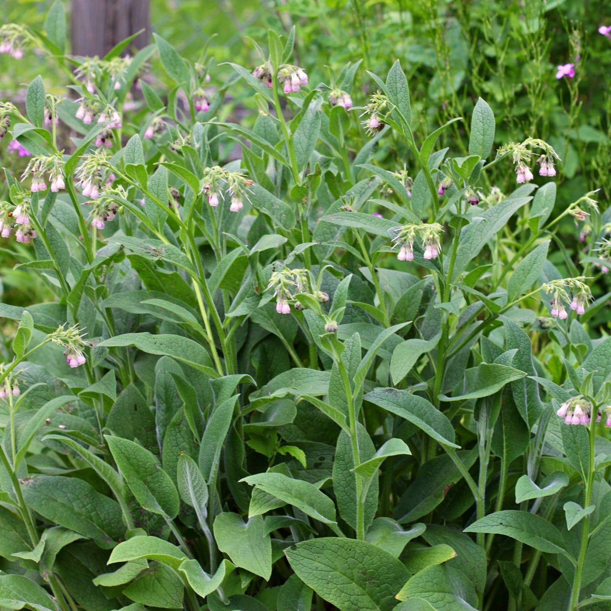 Comfrey Root Cuttings