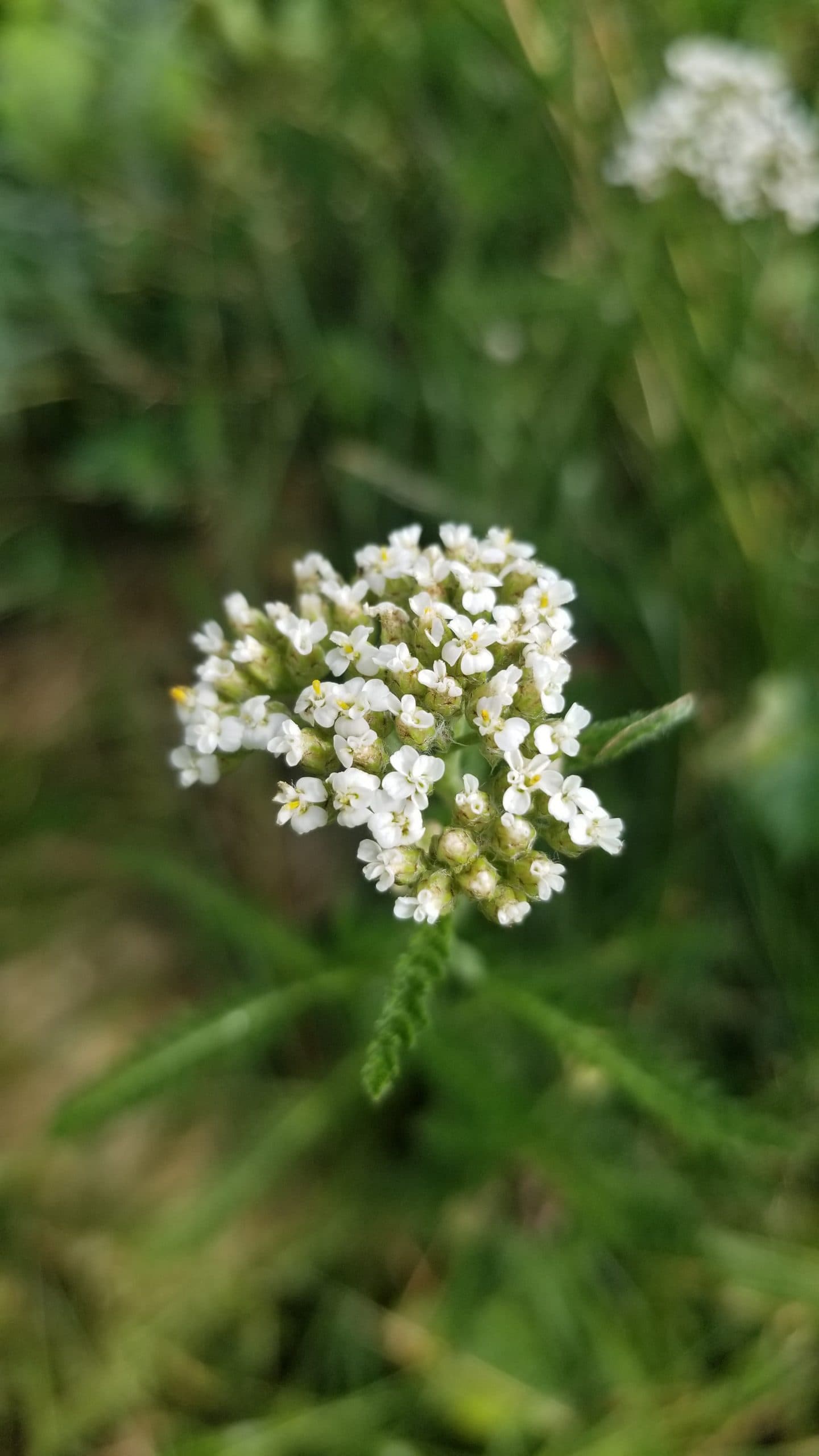 Common Yarrow
