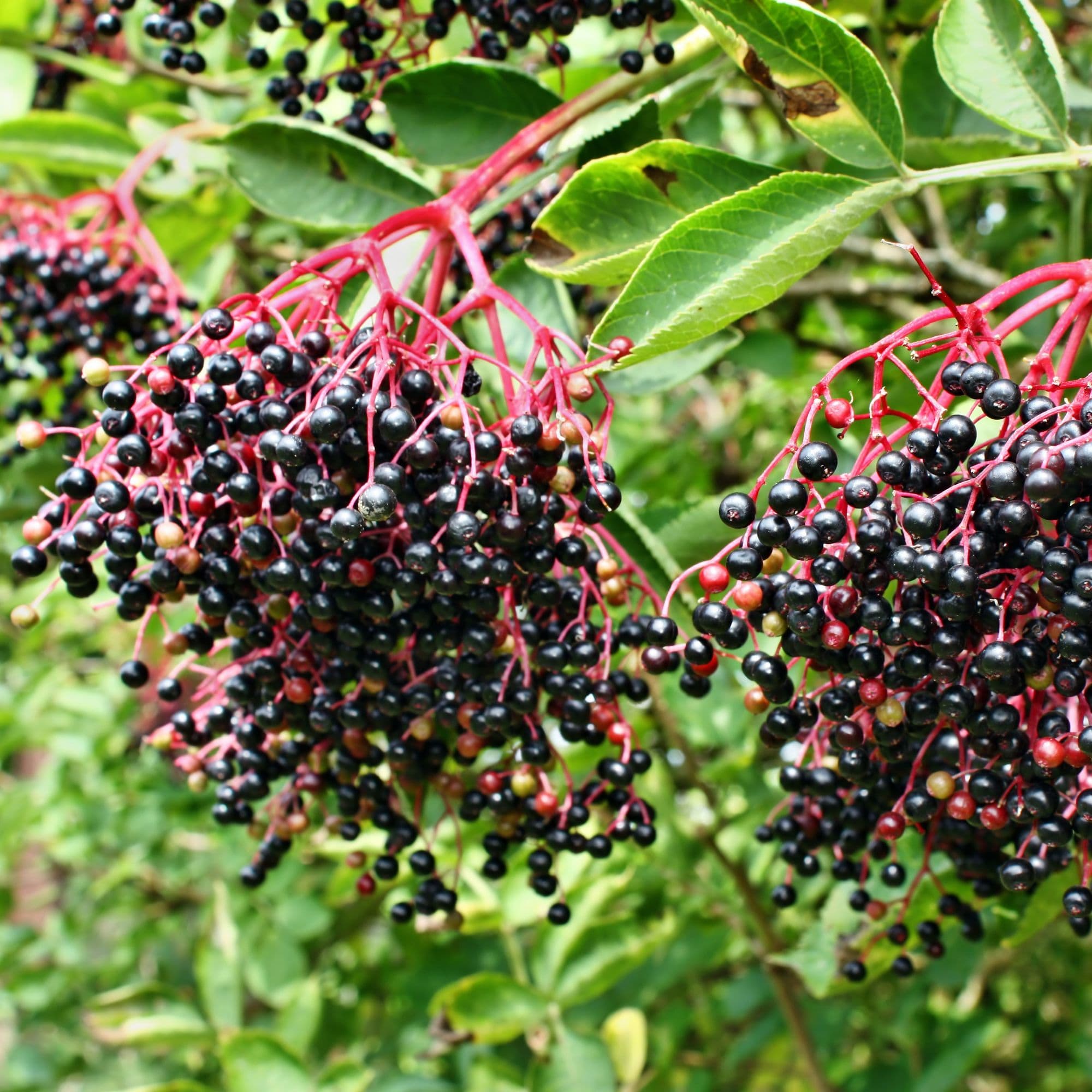 Clusters of ripe elderberries