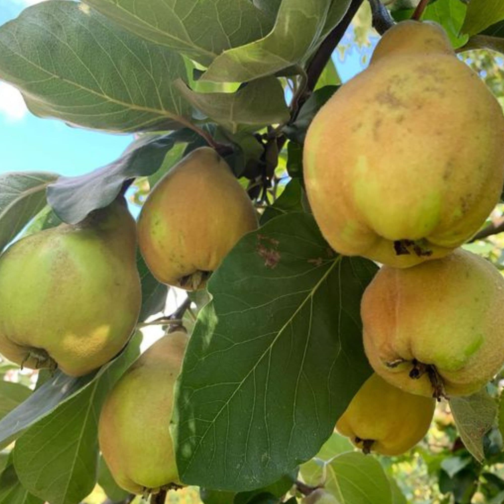 Giant of Zagreb Quince