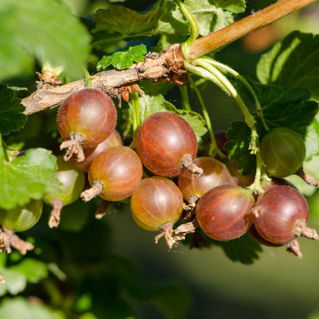 Gooseberry Plants