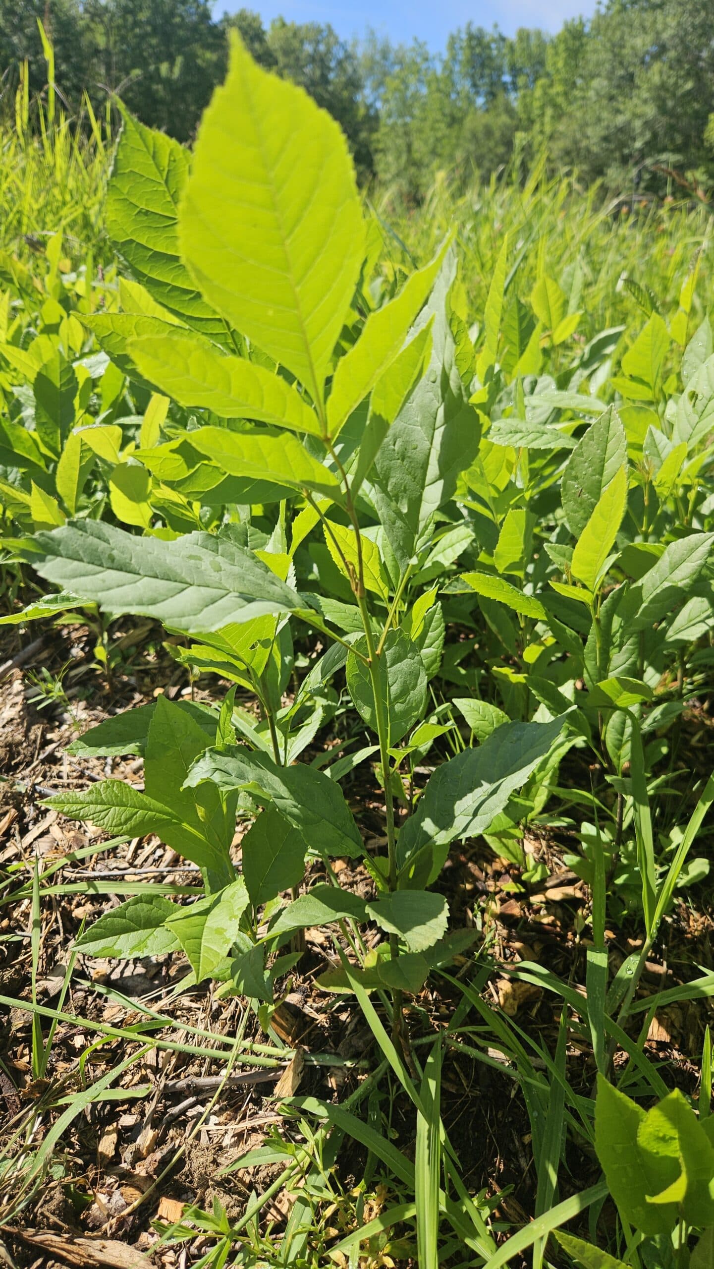 Green Ash