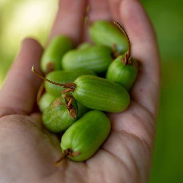 Hardy Kiwi Vine