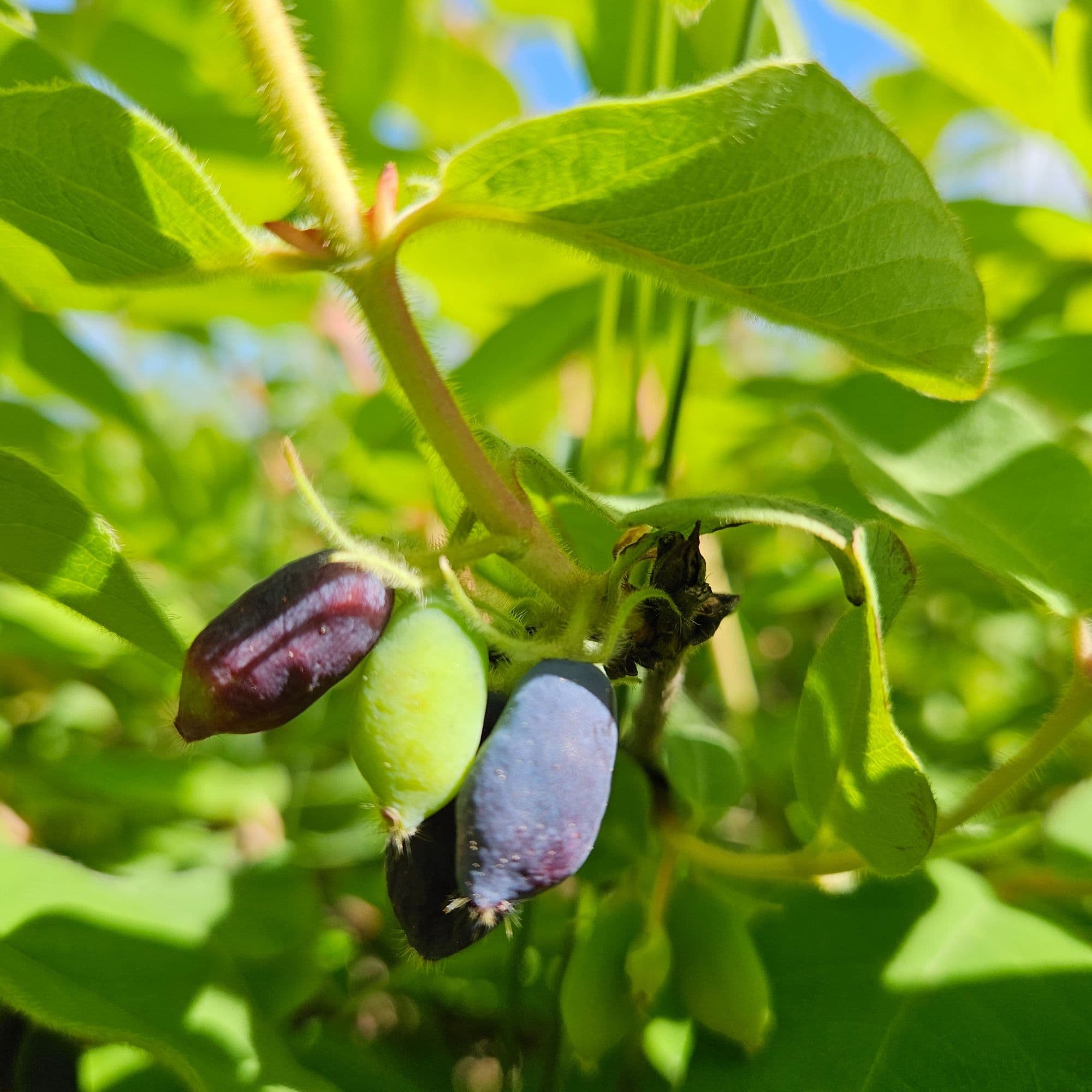 Ripe haskap berries growing among green leaves