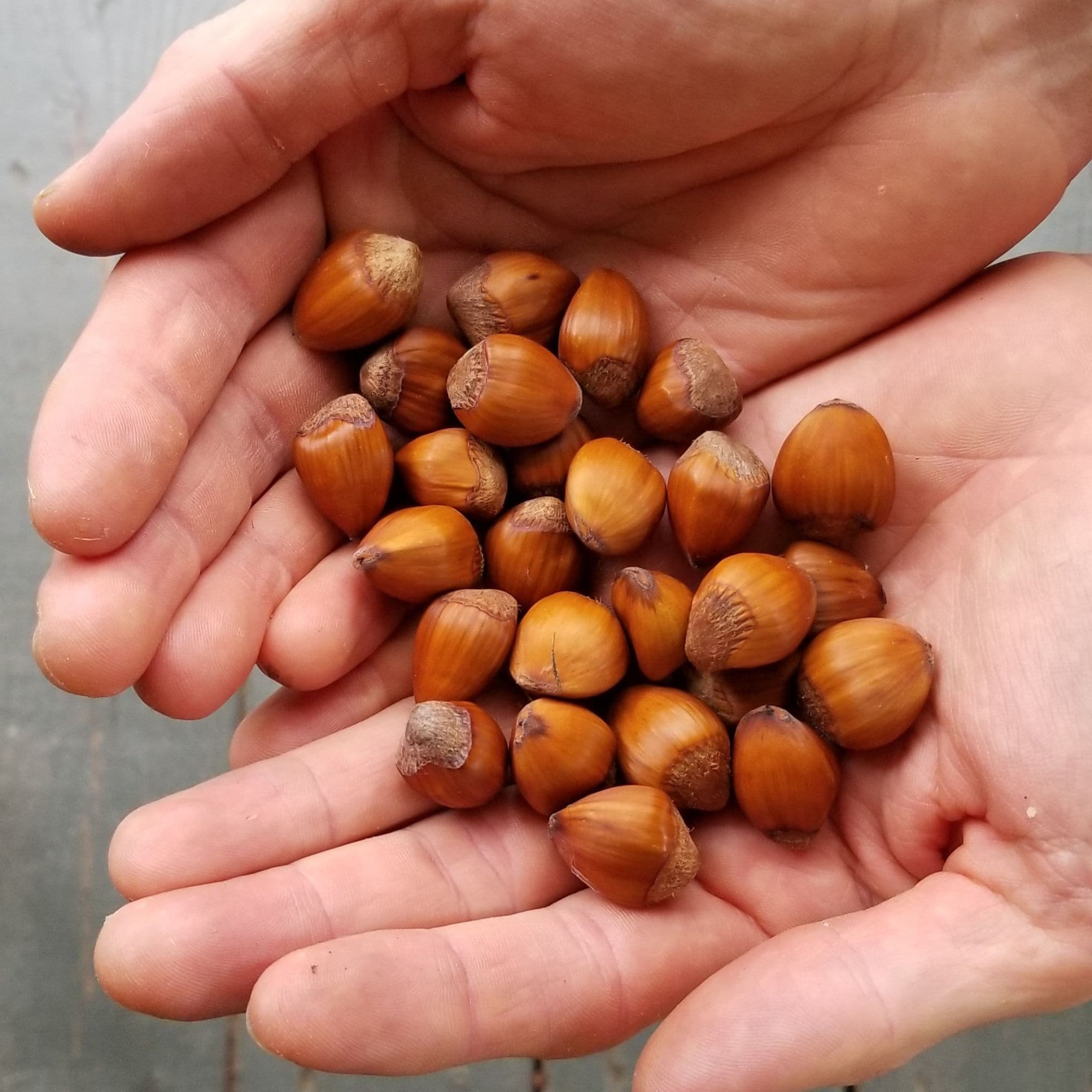 Fresh hazelnuts held after harvest