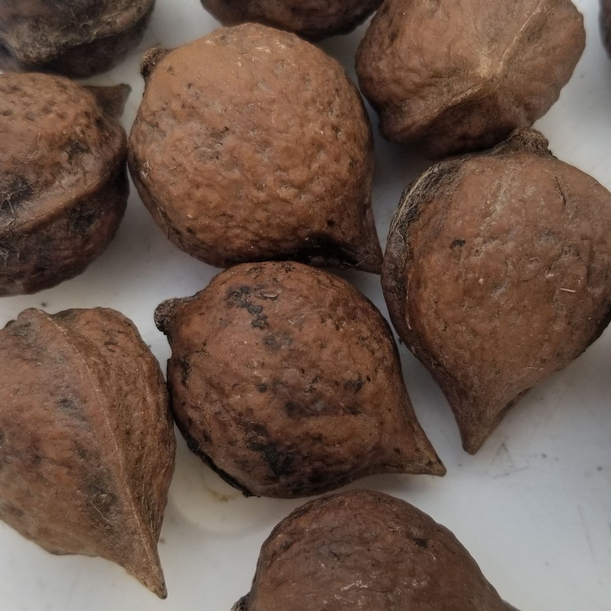 Heartnut Tree