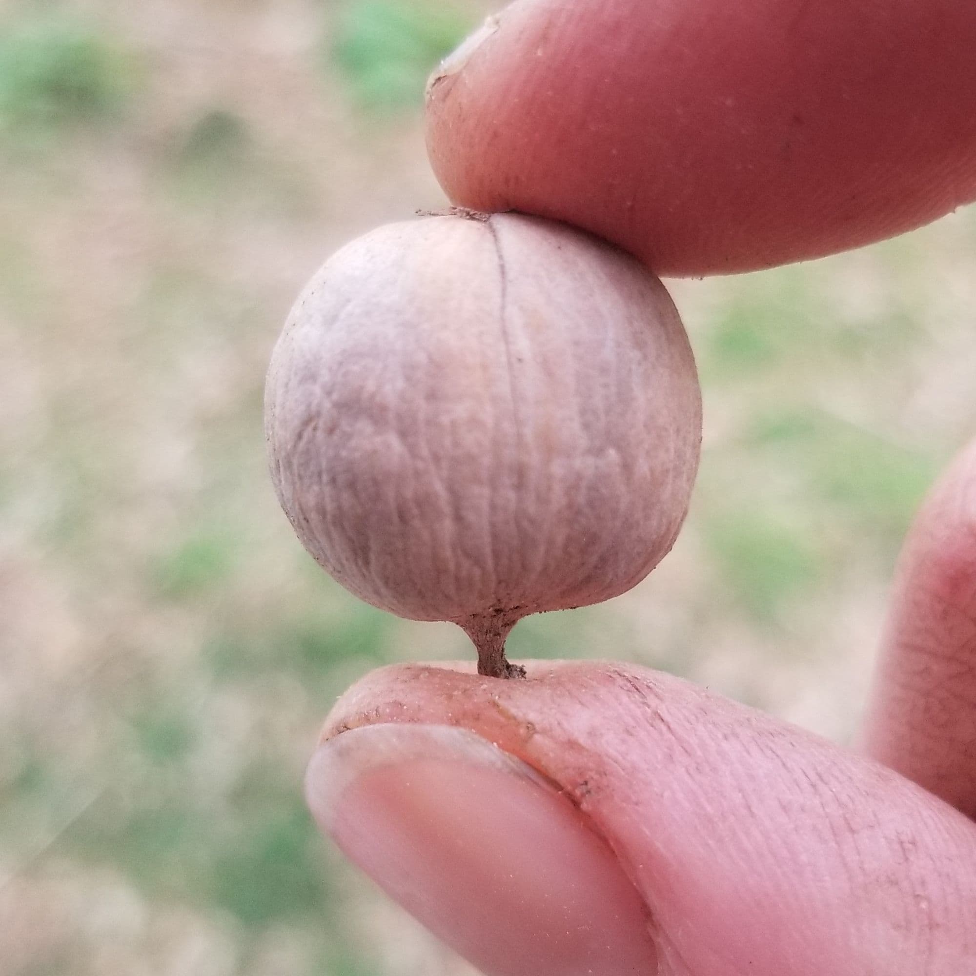 Hickory Bitternut Tree
