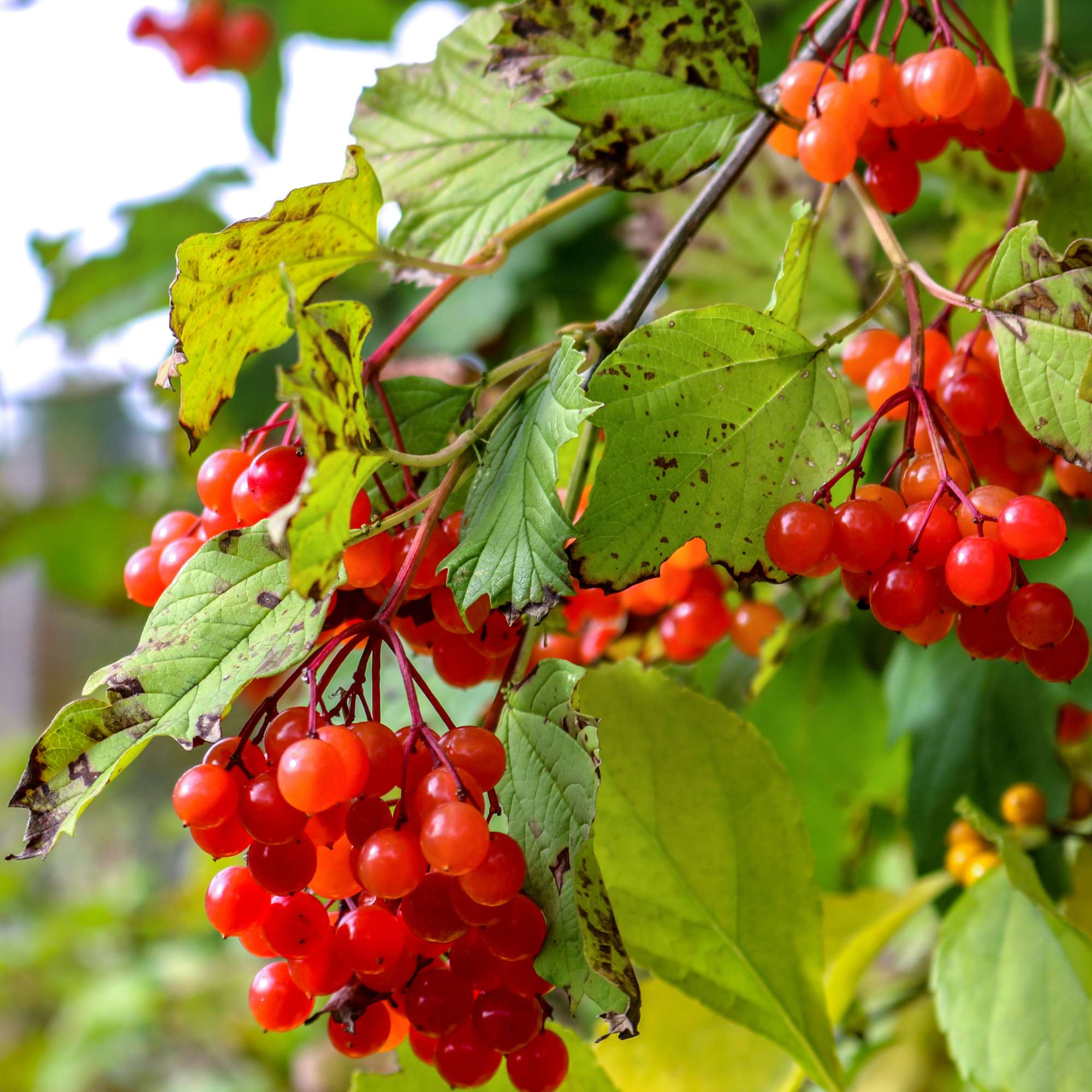 American Highbush Cranberry