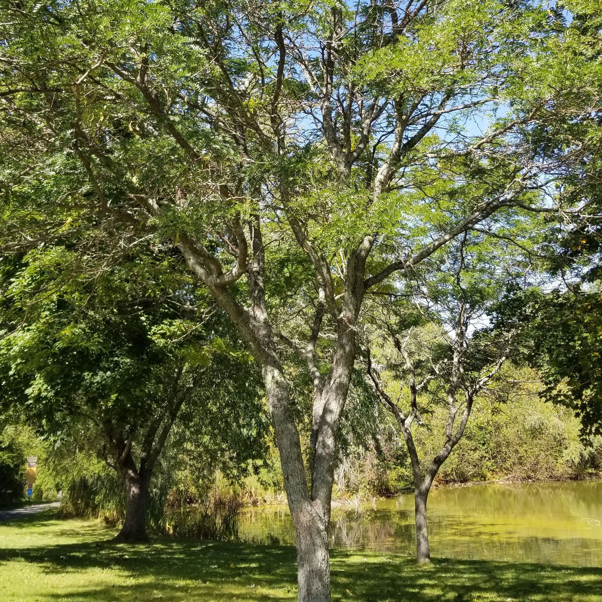 A mature honey locust growing in a natural woodland setting