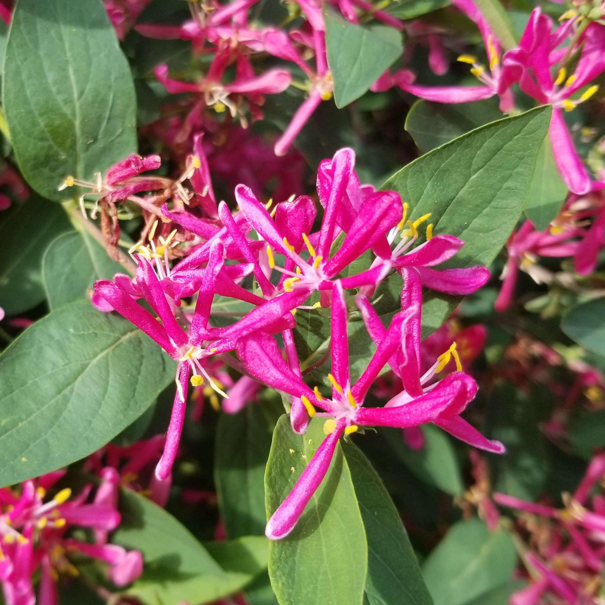 Honeysuckle