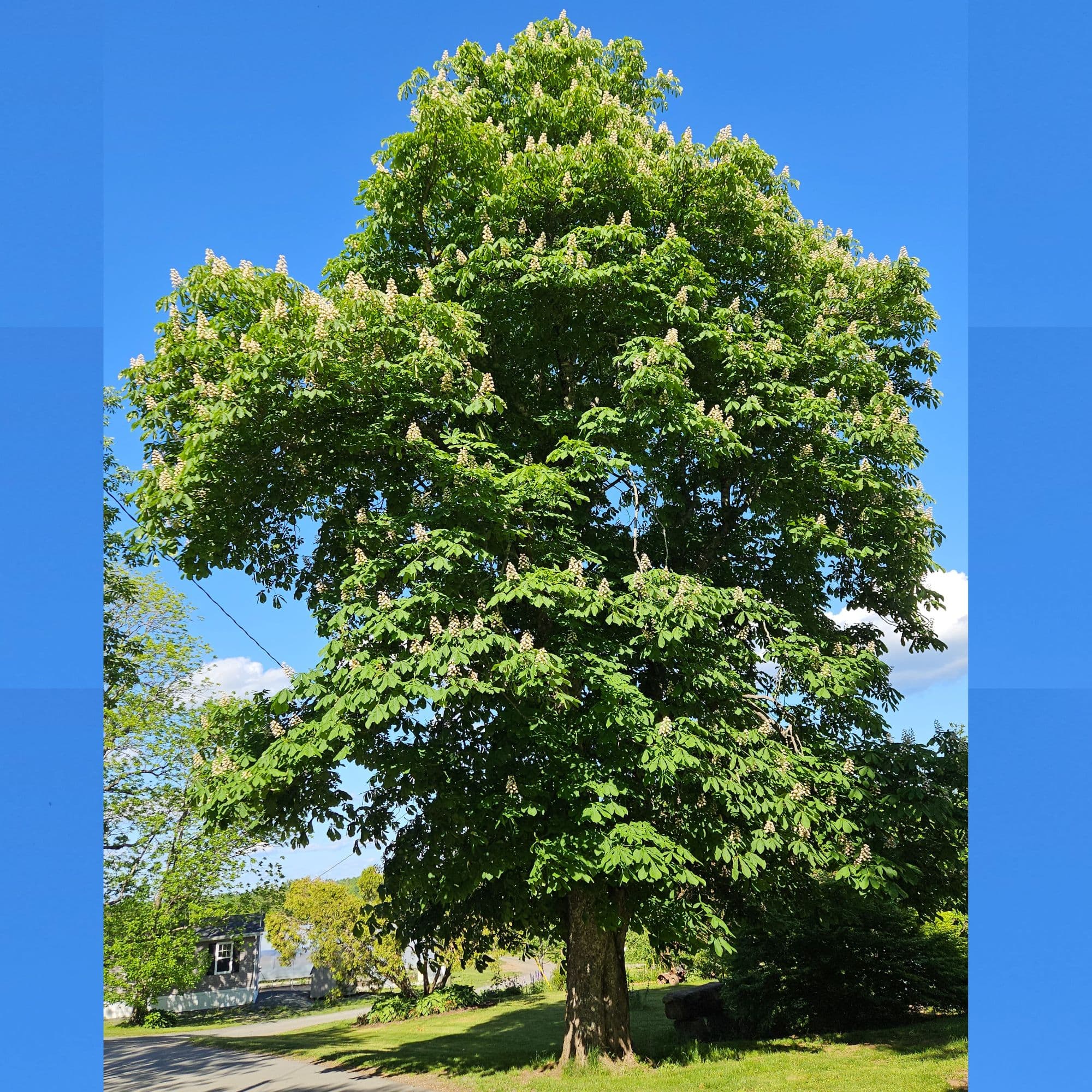 Horse Chestnut Tree
